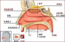 怎么区分粘液性囊肿和浆液性囊肿呢？