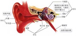 医师解析：中耳炎怎么治才呢？