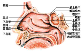鼻窦炎是怎么引起的？有哪些症状表现