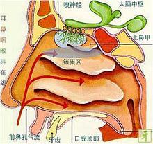 筛窦炎的症状表现有哪些？怎么治疗？